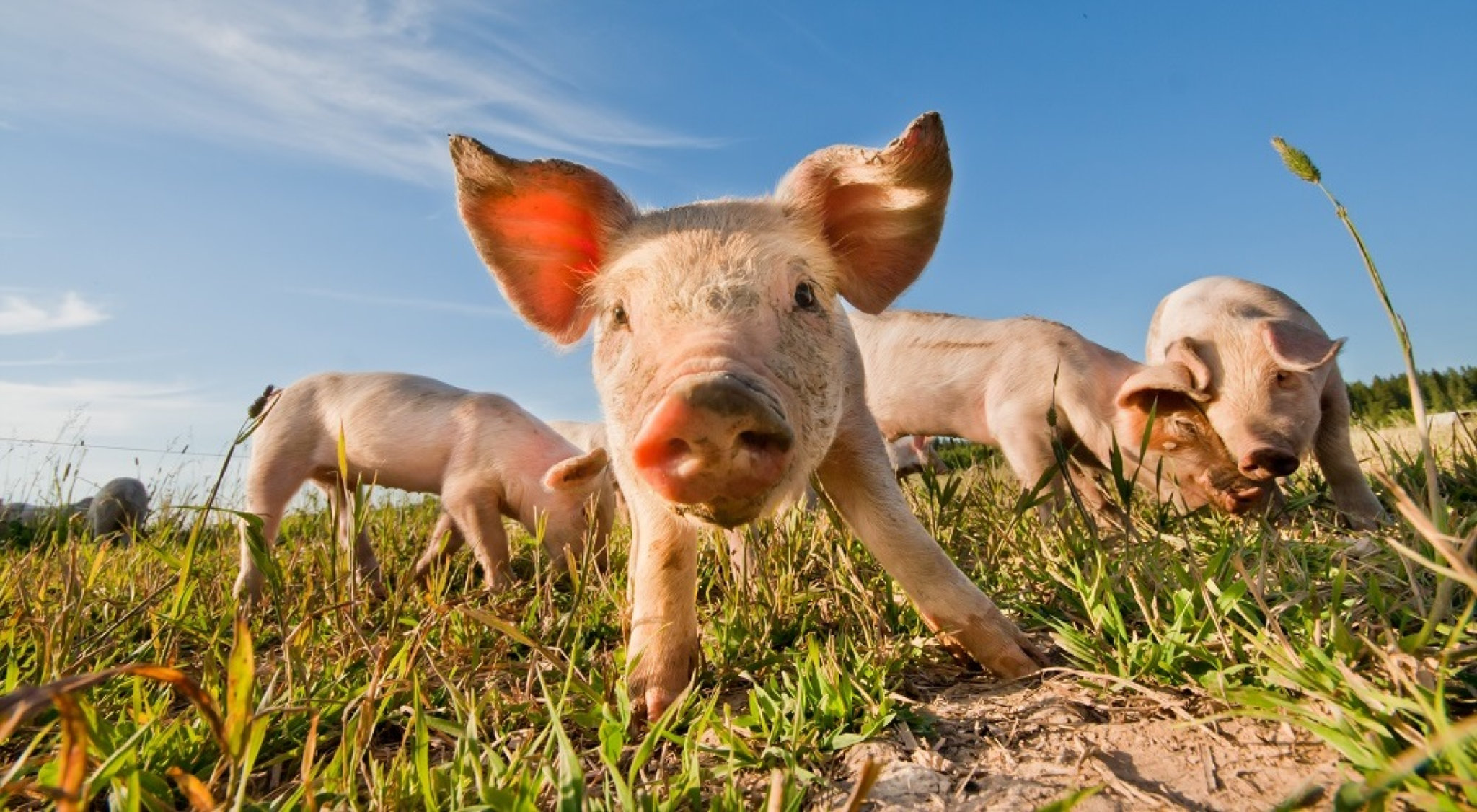 Farma Dřeveš, s.r.o.